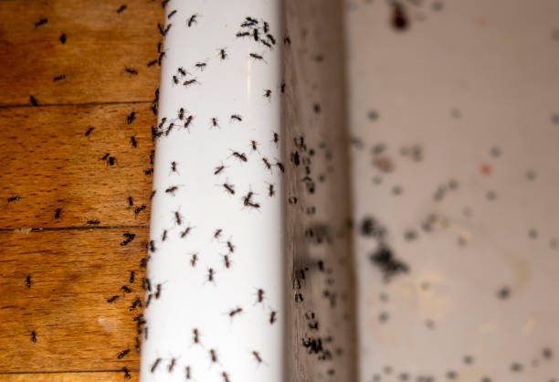 Wildlife Control Services in Ovilla, TX